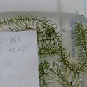 2-12Slender Water Weed big rock N end of lake 2